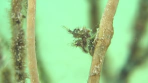 0460_Hairy shrimp 