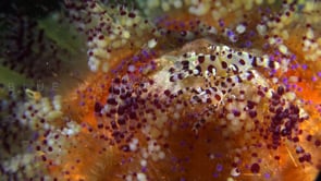 0535_Two Coleman shrimps on fire urchin