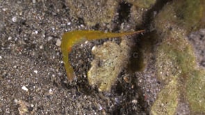 0224_Sawblade shrimp at night