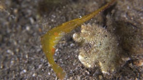 0225_Sawblade shrimp close up with eggs