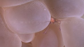0363_Bubble coral shrimp in pink coral