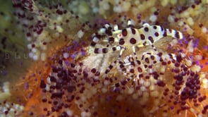0823_Coleman shrimps close up on fire urchin