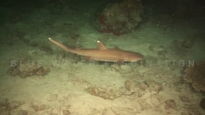 0339_Whitetip reef shark