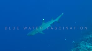 0345_whitetip reef shark passing camera