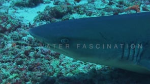 0342_Whitetip reef shark close up on coral reef