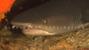 0518_Whitetip reef shark super close up showing teeth