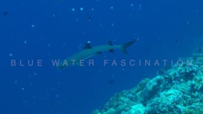 0870_Whitetip reef shark and reef fishes