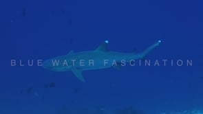 1573_whitetip reef shark swimming over coral reef close up