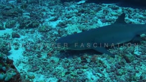 1575_whitetip reef shark stops on coral reef
