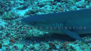 1576_whitetip reef shark resting on coral reef close up