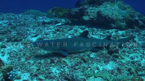 1577_whitetip reef shark resting on coral reef full body