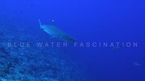 1578_whitetip reef shark passing close