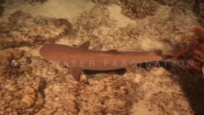 1860_whitetip reef shark close up at night