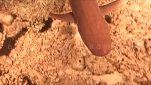 1861_whitetip reef shark close up at night