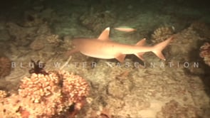 1862_whitetip reef shark hunting at night