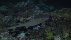 2532_Whitetip reef shark swimming over coral reef at night