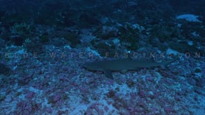 2533_Whitetip reef shark resting on reef