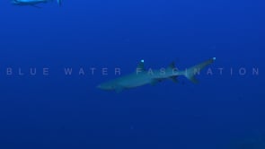 2534_Whitetip reef shark swimming in blue ocean