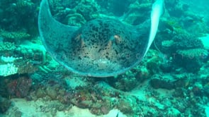 0296_Black spotted stingray swimming close by