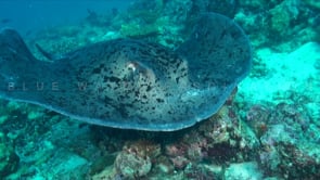 0297_Black spotted Stingray swimming straight at camera