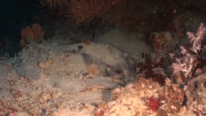 1795_Black spotted stingray covered in shells and sand