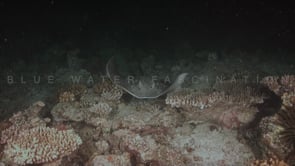 0298_Black spotted stingray on coral reef at night