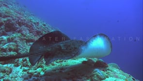 0948_Black spotted stingray on cleaning station