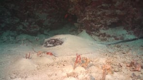 0299_Black spotted Stingray covered in sand