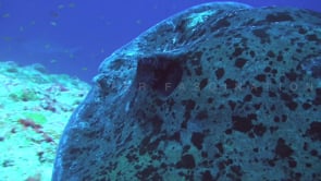 0949_Black spotted stingray close up showing eye