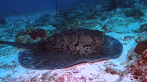 1109_Black blotched stingray on coral reef