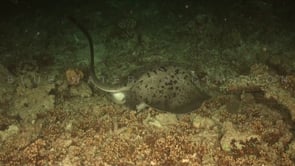 1815_Black spotted stingray feeding on coral reef at night