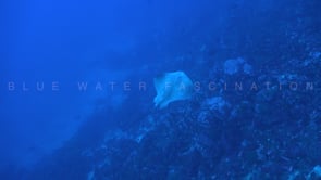1679_Stingray swimming in deep ocean