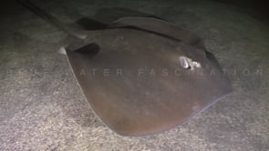 0621_Fantail Stingray swimming over sand