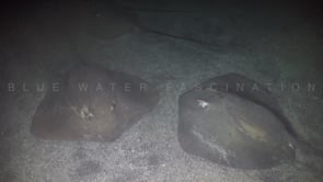 0622_Fantail Stingrays resting on sand