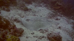 1108_Porcupine ray swimming over coral reef