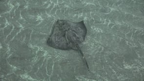 1689_Stingray swimming over sand
