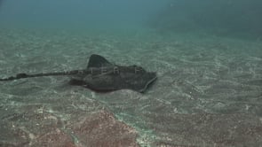 1690_Stingray swimming over sand close up
