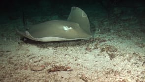 1112_Fantail stingray close up at night