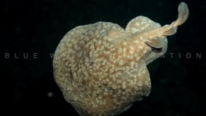 1814_Electric Stingray swimming at night
