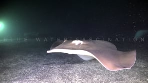 1660_Fantail Stingrays swimming in cave with backlight