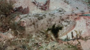 2087_Stingray feeding on sand