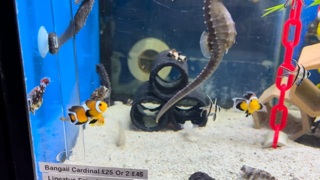 Longfin Clownfish Pair WYSIWYG 5 video