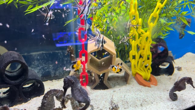 Longfin Clownfish Pair WYSIWYG 5 video