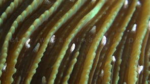 0809_mushroom coral super close up