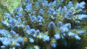 0889_close up of blue hard coral with open polyps