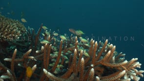1434_staghorn coral close up damsel fish