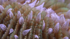 1753_Mushroom coral super close up
