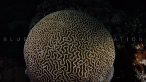 1756_Brain coral at night