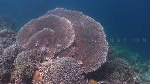 1999_Drifting over big table coral