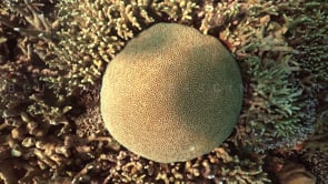 2000_Brain coral filmed from above